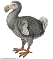 dronte